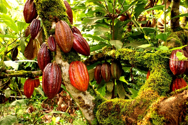 Cocoa Farm