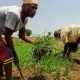 Rice-Farmers