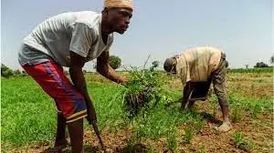 Rice-Farmers